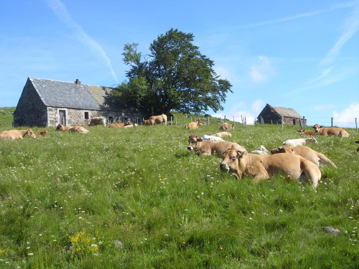 Chambres D'Hotes Le Lepadou-Bas Saint-Chély-dʼAubrac エクステリア 写真