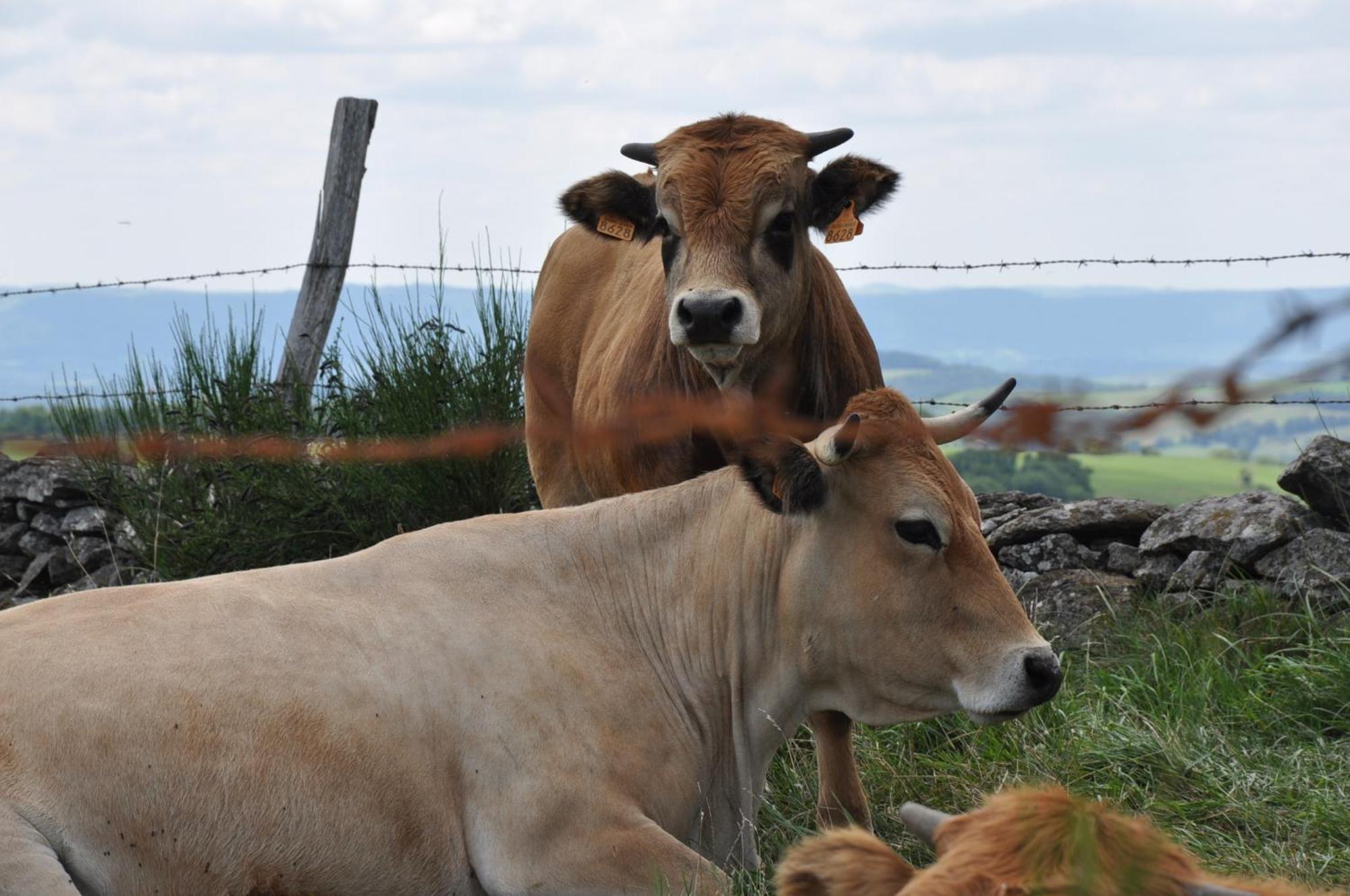 Chambres D'Hotes Le Lepadou-Bas Saint-Chély-dʼAubrac エクステリア 写真